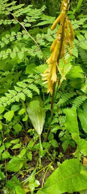 野山茨菇的生长环境图片