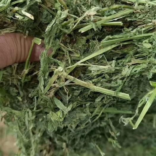巩留县苜蓿草
