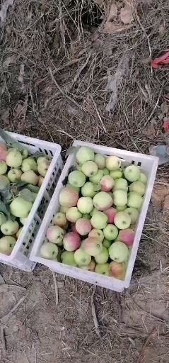 宁陵县 苹果大量上市，果肉脆甜，欢迎各位老板来果园采购，
