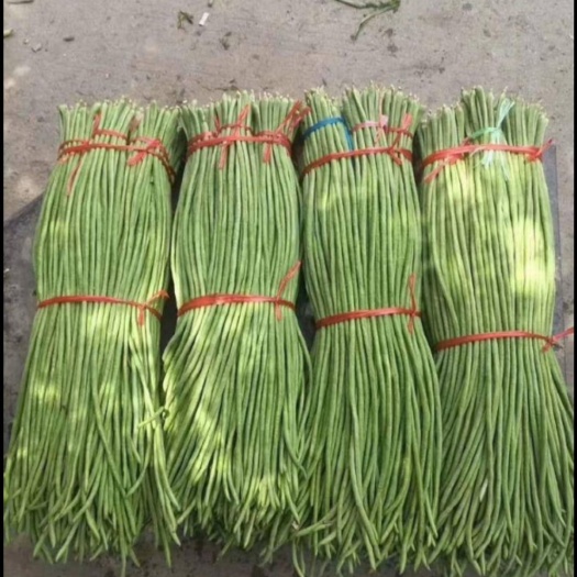 酒泉 长期供应长豇豆希望与老板长期合作！