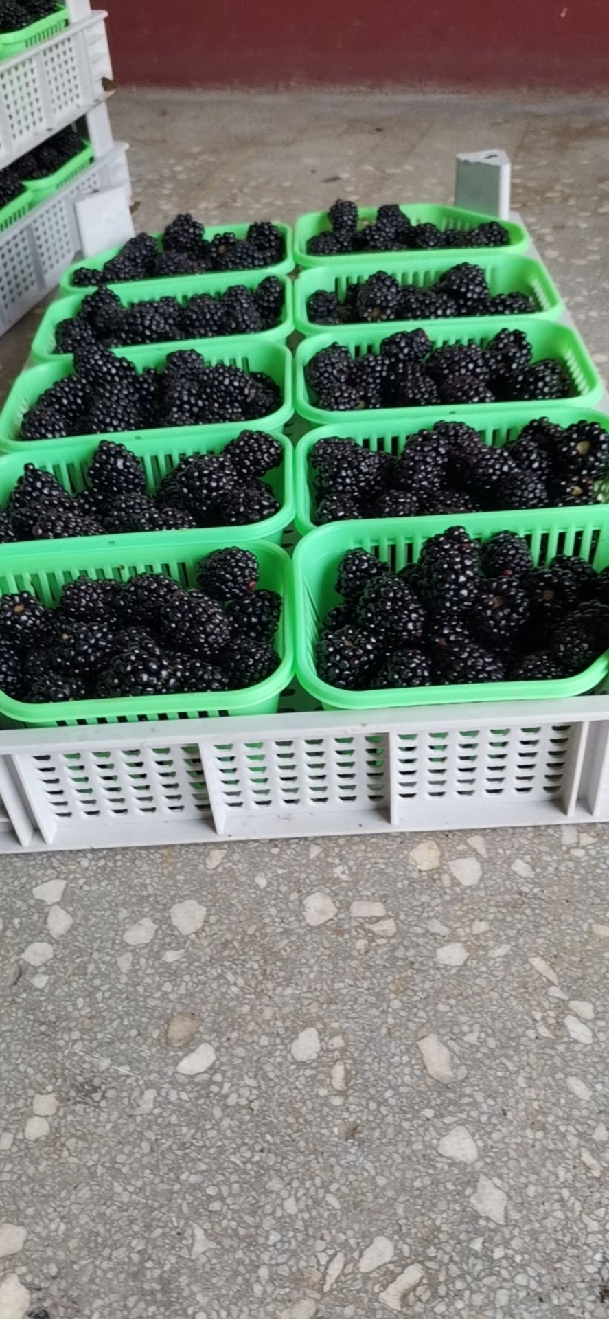 连云港 黑莓
