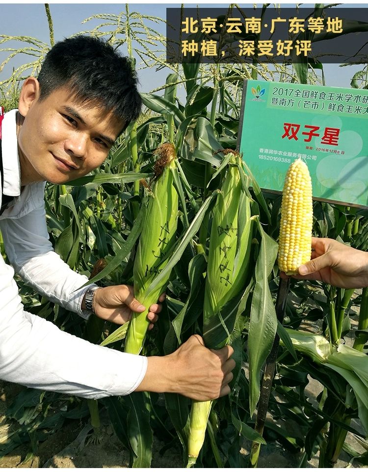  双子星金银粟 黄白超甜玉米种子 品种 无渣甜度高