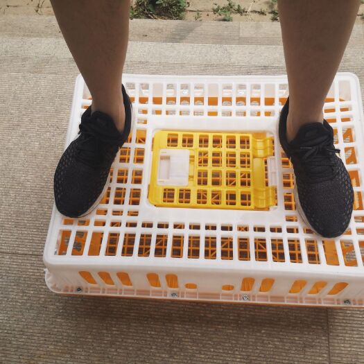 沧县鸡笼  鸡鸭禽类转运笼运输笼周转箱