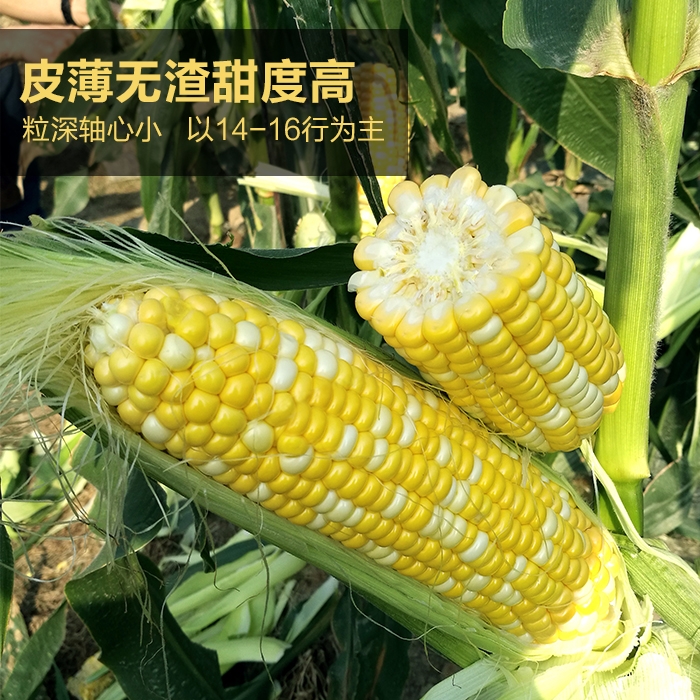  双子星金银粟 黄白超甜玉米种子 品种 无渣甜度高