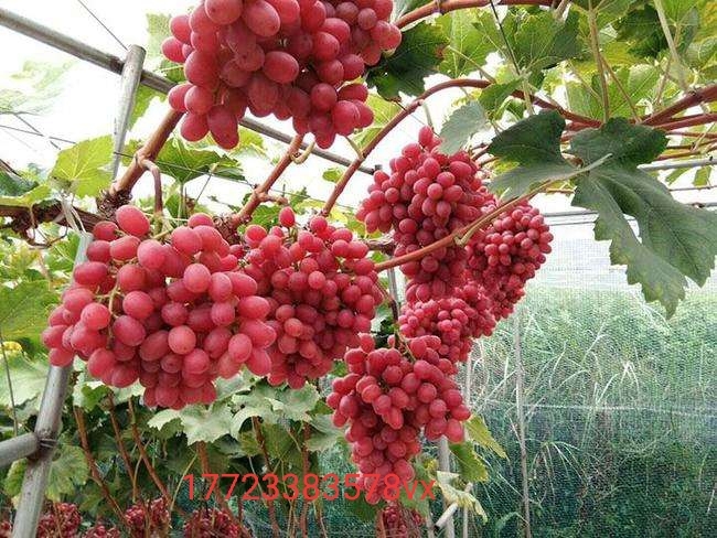 西昌市克伦生葡萄 优质西昌克伦生，脆，甜，硬