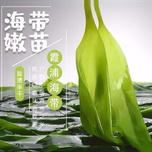 宁德鲜海带   海带苗/海带嫩苗/霞浦海带嫩苗/海带芽/小海带