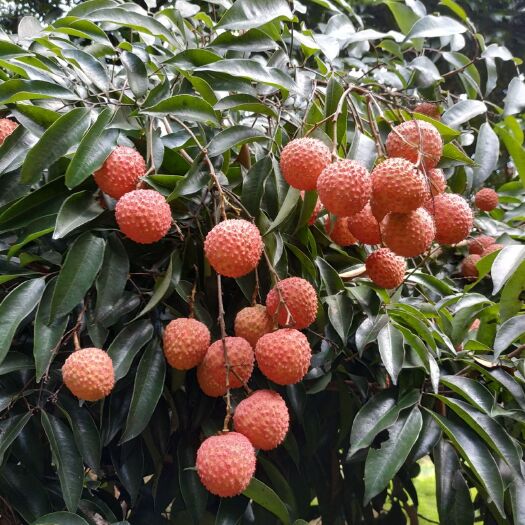惠州 镇隆荔枝