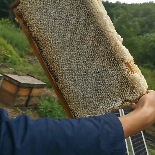佳木斯 东北正宗椴树蜂蜜黑蜂蜜土蜂蜜纯正天然农家自产山花蜜
