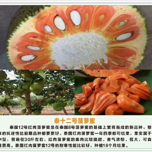 昌江县 片接泰国12号菠萝蜜苗