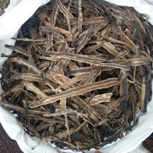 广州 有大量广东地龙干。有老板收购吗。