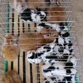  彩色獭兔，公羊兔，芬兰银狐兔，麒麟乌骨兔，麒麟黄金兔。