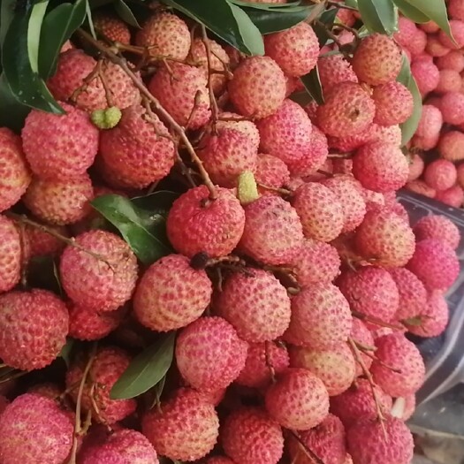 饶平县桂味荔枝 2cm