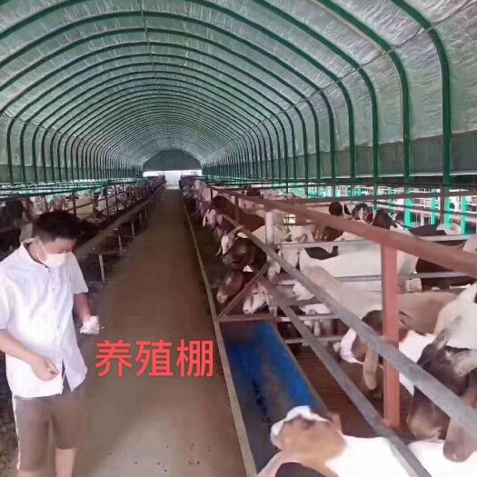 天津养殖大棚 养殖棚牛棚羊棚猪棚鹅棚包塑钢管椭圆管镀锌管