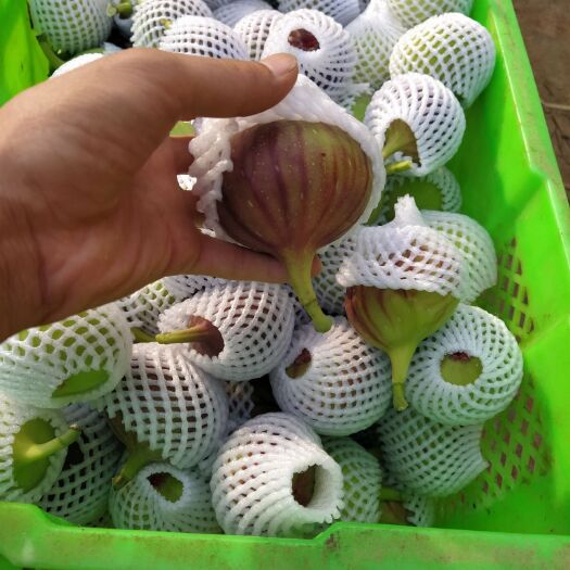  云南波姬红无花果