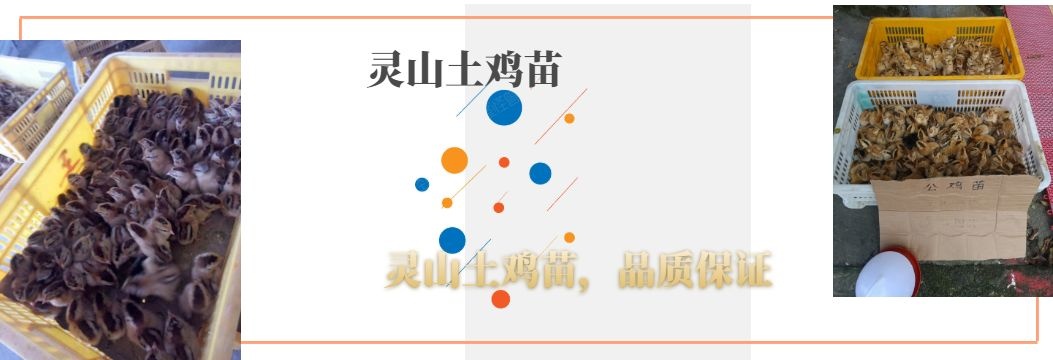 灵山县 优质灵山土鸡苗