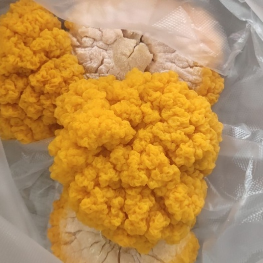 昆明 精品高端美容食材段木金耳