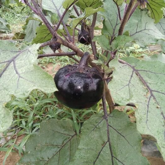 渭南紫光圆茄 圆茄