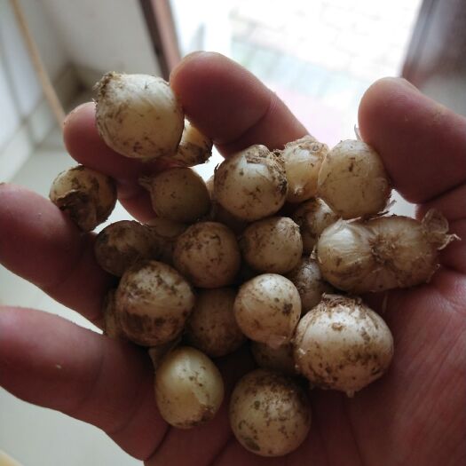 大方县蒜米 贵州毕节小蒜