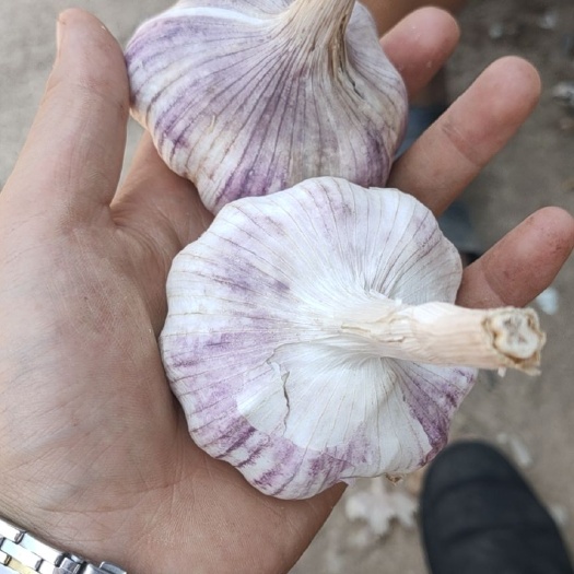 平昌县紫皮大蒜 紫皮太空蒜