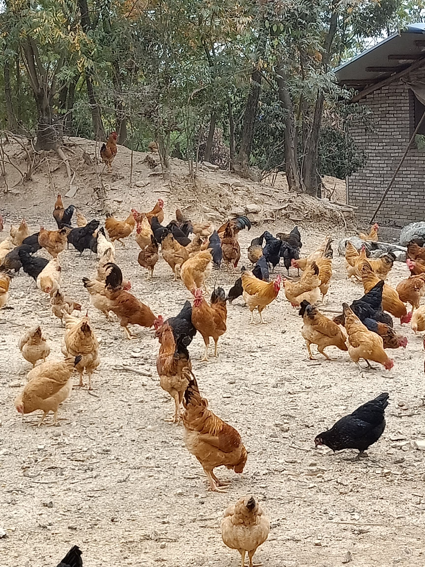 土鸡蛋初生蛋420枚粉绿组合装
