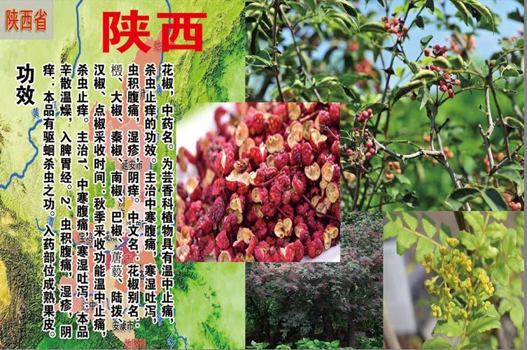 大连大红袍花椒 特级 干花椒