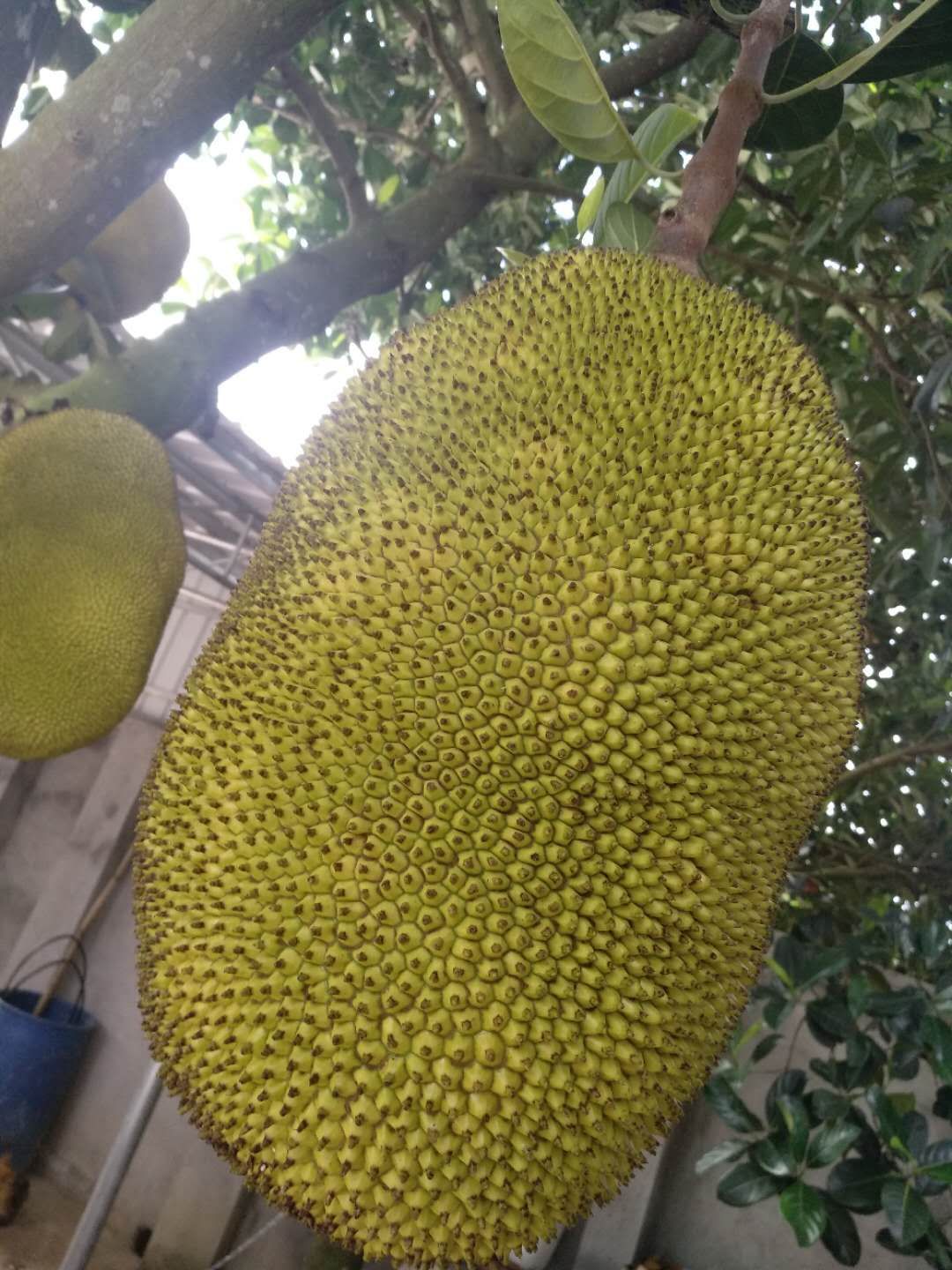  广东菠萝蜜