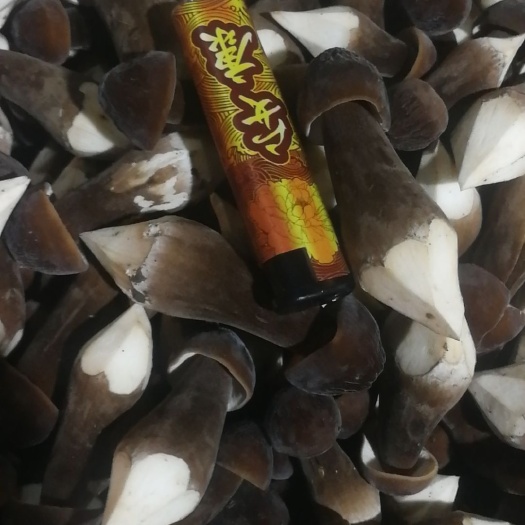 成都鸡枞菌  黑皮鸡枞 长年供应 质量好  一级  二级 三级价