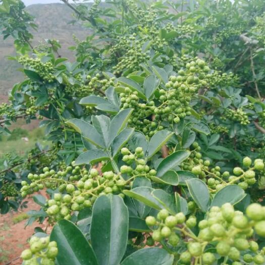 楚雄市青花椒 一级 鲜花椒