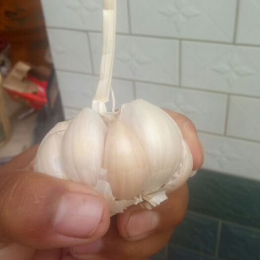 封丘县白皮大蒜 混级统货