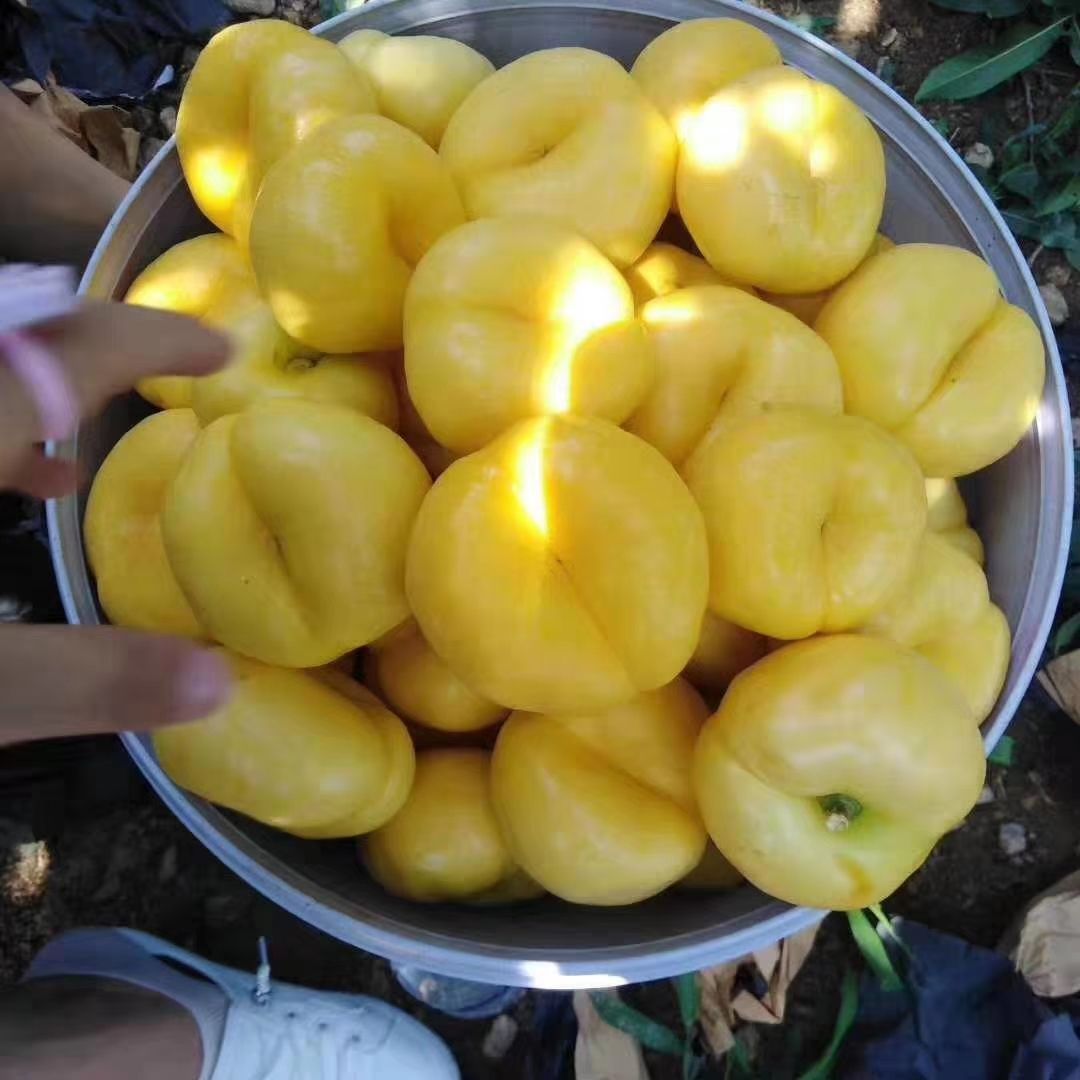 蟠桃，黄油蟠桃