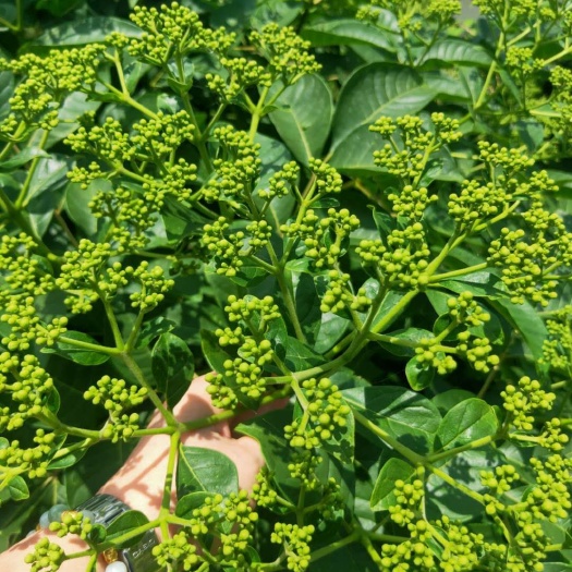 罗城县吴茱萸种子 江西吴茱萸