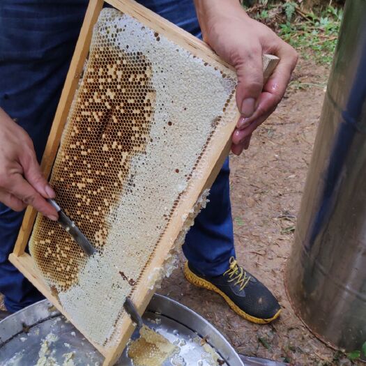 兴安县 天然成熟土蜂蜜，深山乌桕蜜，国家重点保护植物，活性很好