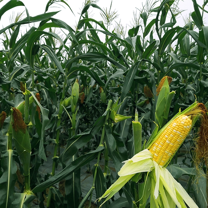  水果甜玉米种子种孑种粒迈阿密1号黄白双色农家大田高产玉米种子