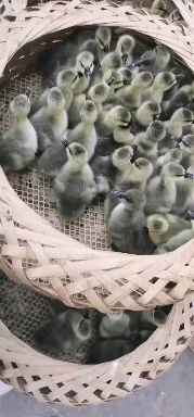 昆明灰鹅苗 灰鹅出壳苗