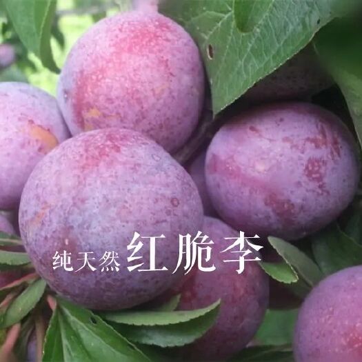 随县 随县当季青红脆李、实地看货，农户直供