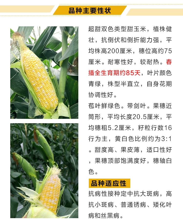  水果甜玉米种子种孑种粒迈阿密1号黄白双色农家大田高产玉米种子