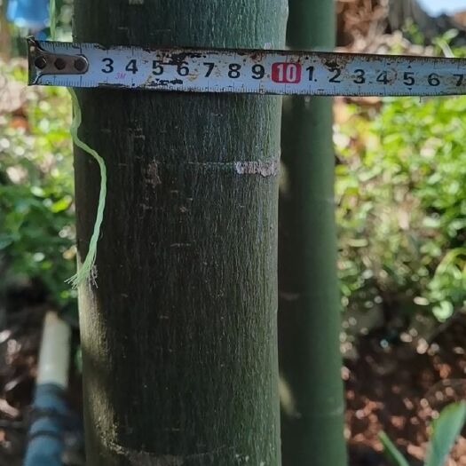 湛江独杆发财树 56789公分米径统价
