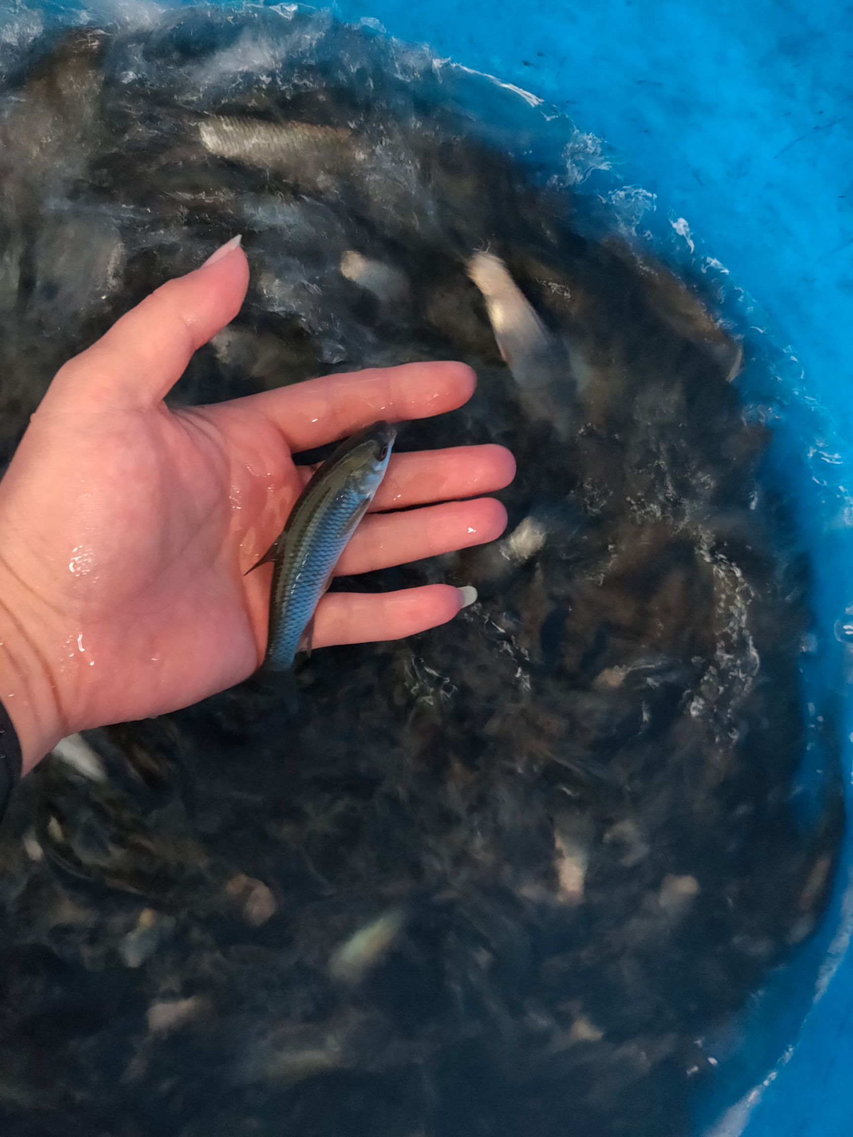  草鱼，广州草鱼苗