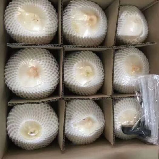 海口椰青 现做现发欢迎下单订购