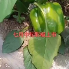 张家口五彩椒 甜辣