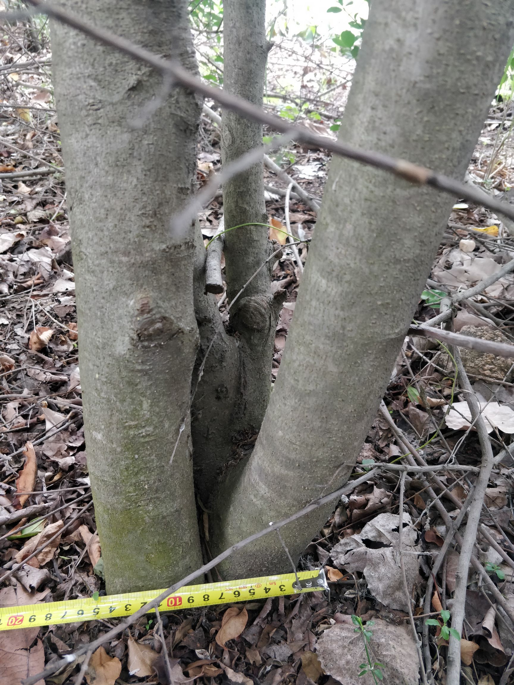 17年生丛生女贞