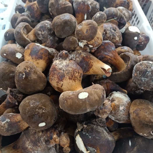 思茅黑牛肝菌  云南普洱生态牛肝菌_未开伞_鲜货
