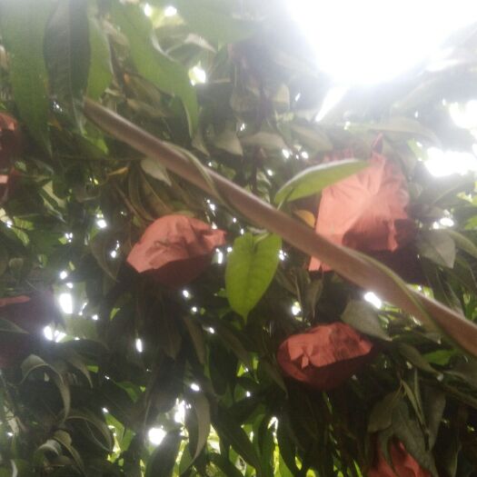砀山县绿宝石梨 砀山绿宝石，皮细甘甜，水分充足，值得信赖