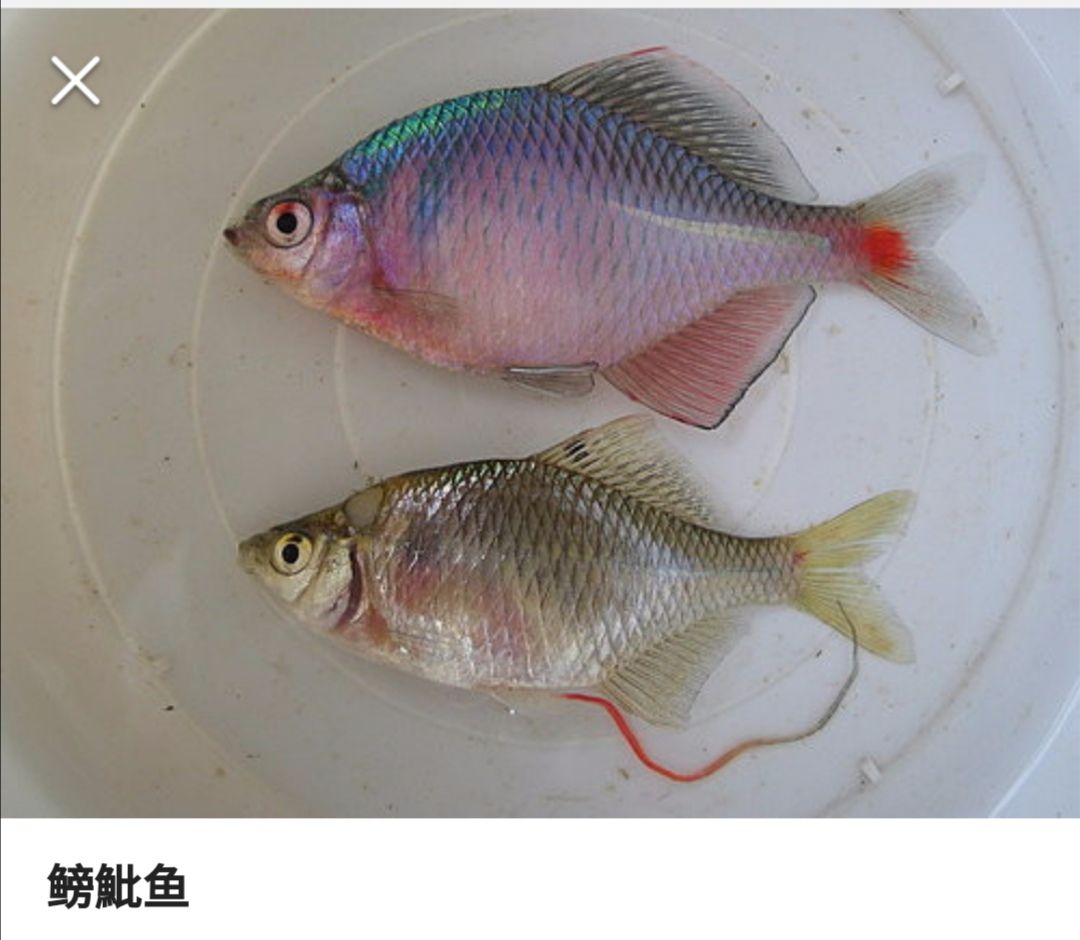 鳑鲏 价格可商量，欢迎订购！