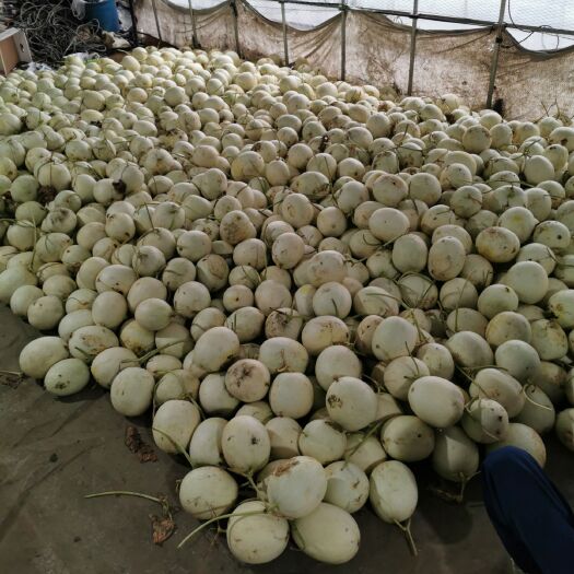 嘉善县 大批量玉菇甜瓜 8424西瓜 拿比特小西瓜