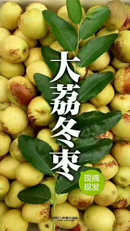 陕西大荔冬枣大量供应中