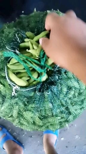 郯城县毛豆荚  翠绿宝