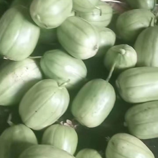 榆林芝麻蜜香瓜 芝麻密香瓜陕北特产，香甜而脆，口感特好，是陕北人不可缺少的水