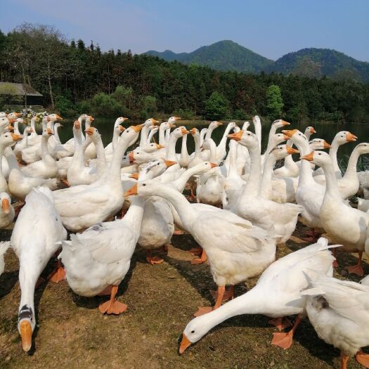 新干县 放养老鹅在在生蛋