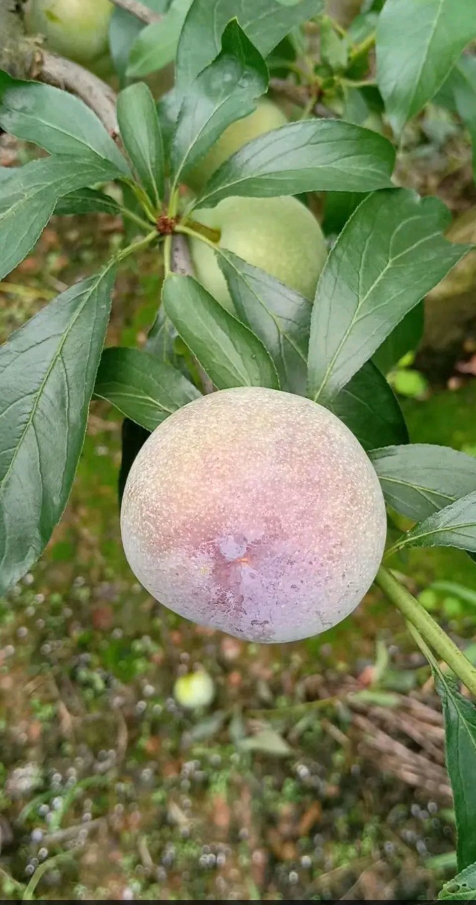 芙蓉李  青红脆李